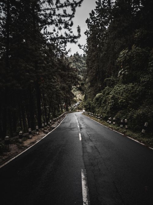Free Wet forest road through dense trees, perfect for travel concepts. Stock Photo