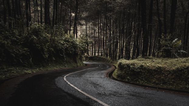 A winding road curves through a dense, lush forest, creating a serene and picturesque scene.