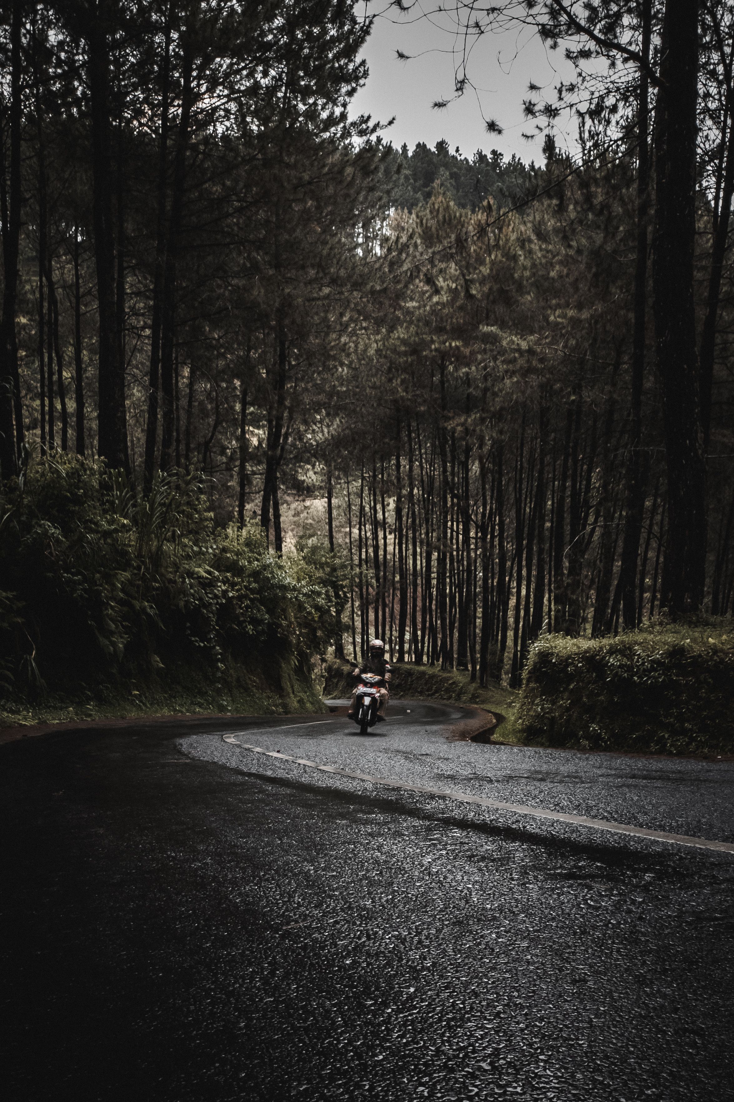 Person Riding a Motorcycle on Road Between Trees · Free Stock Photo