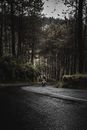 Man Riding Bicycle on Road Between Trees