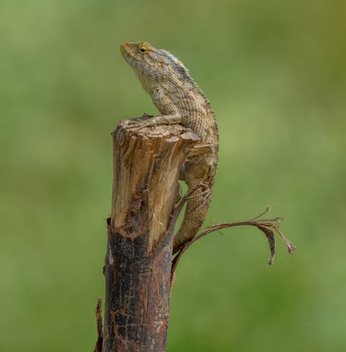 Close-Up Shot of a Lizard 