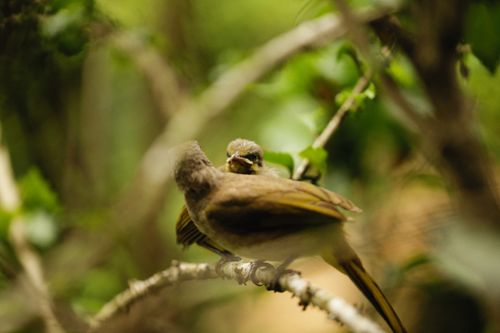 Free Close-up of birds perched on a branch with lush green foliage, captured in natural setting. Stock Photo
