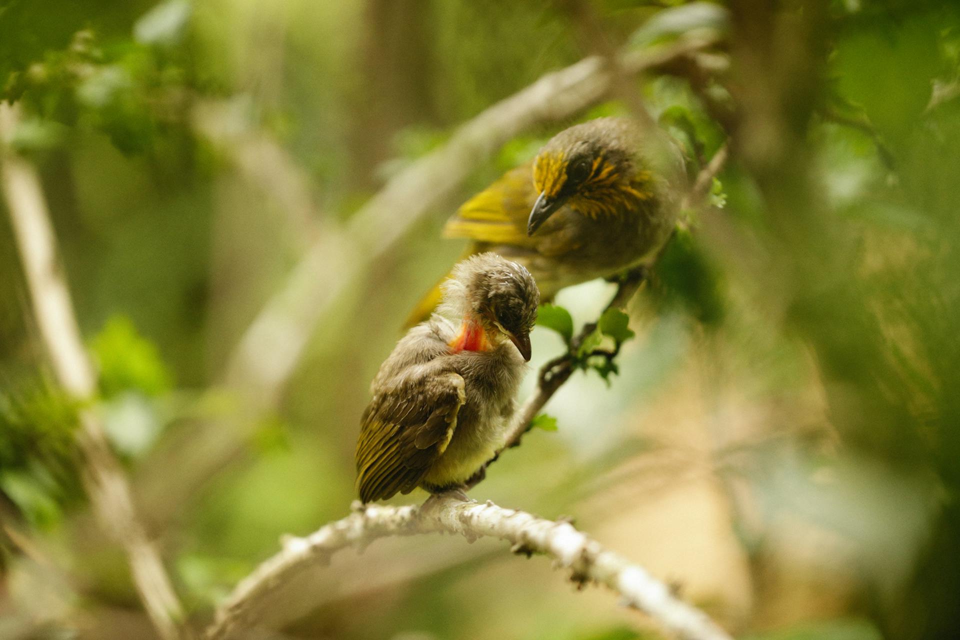 Two birds perched on a tree branch amidst vibrant green foliage, showcasing nature's beauty.