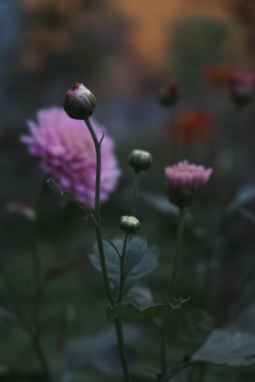 Kostnadsfri bild av flora, knoppar, lila blomma