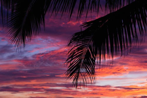 Безкоштовне стокове фото на тему «Захід сонця, лист, пальма» стокове фото