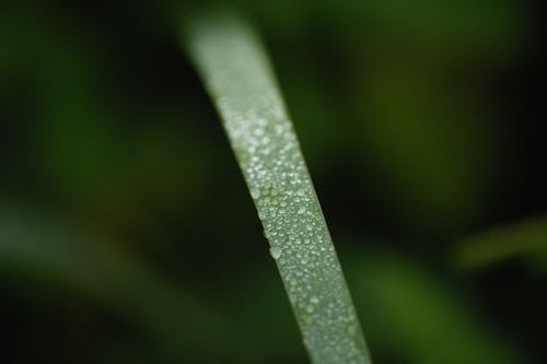 Water Droplets on Green Leaf