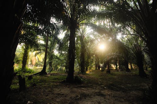 Palm Tree Forest 