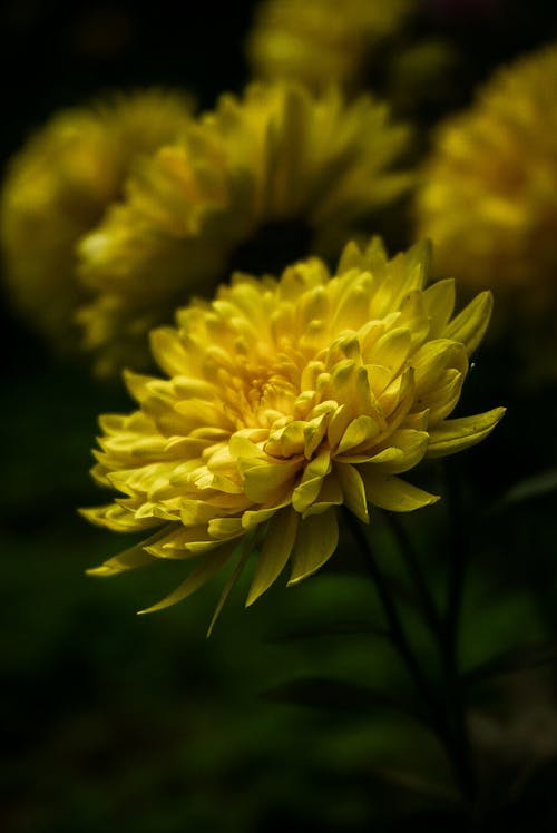 Yellow Flowers in Bloom