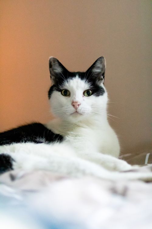 Free Captivating close-up of a relaxed black and white domestic cat indoors. Stock Photo