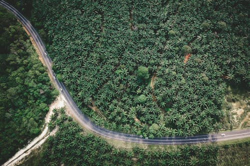 Green Trees