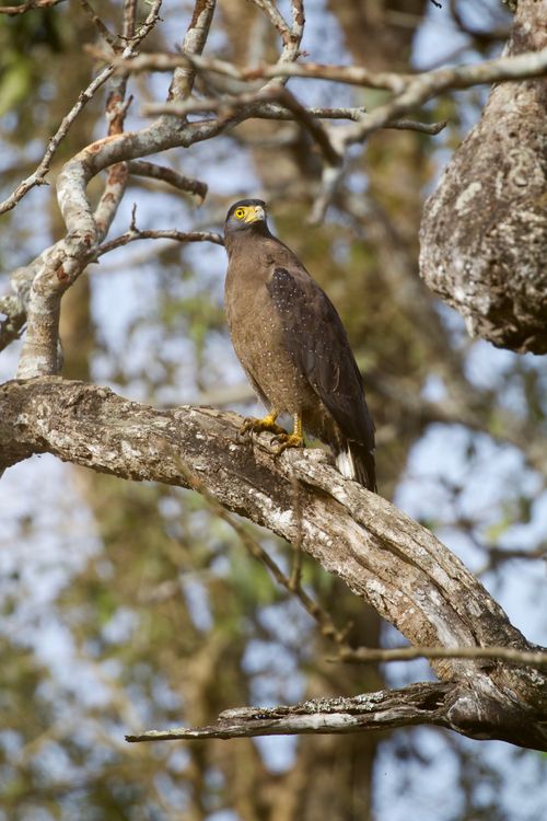 Free A Crested Serpent Eagle perched on a tree branch in Karnataka, India, observing its surroundings. Stock Photo