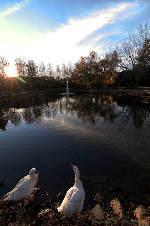 Fotos de stock gratuitas de lago neve yegua