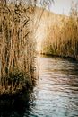 Brown Grass on Water