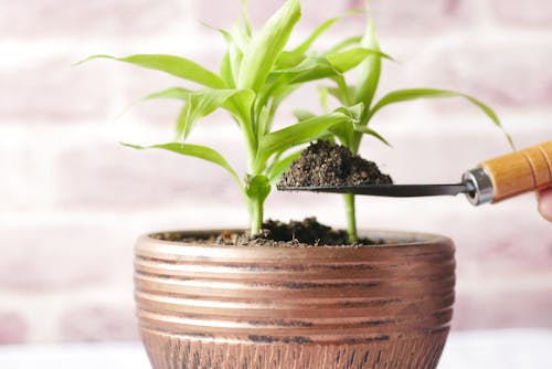 Green Plant on Brown Pot