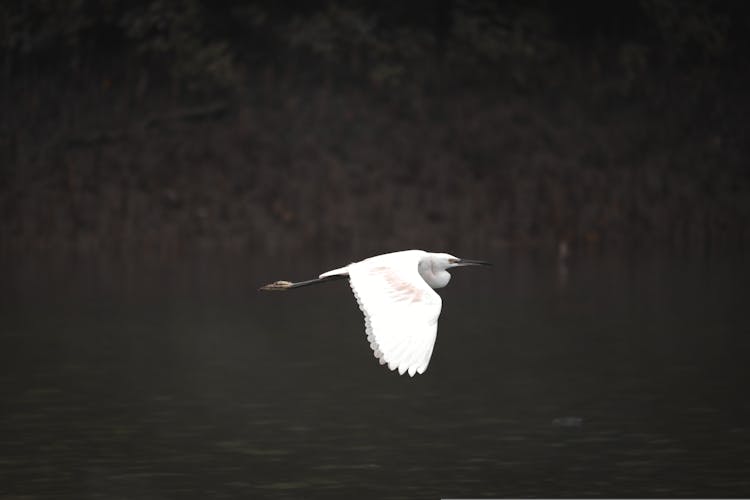 An Egret Flying Over The Water