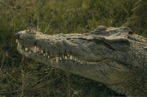 Crocodile on Green Grass