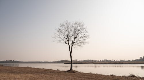 Leafless Tree on Brown Field Near Body of Water