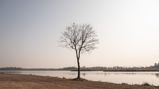 Leafless Tree on Brown Field Near Body of Water