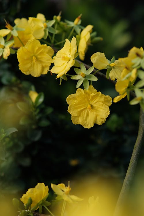 Close-up of Little Yellow Flowers 