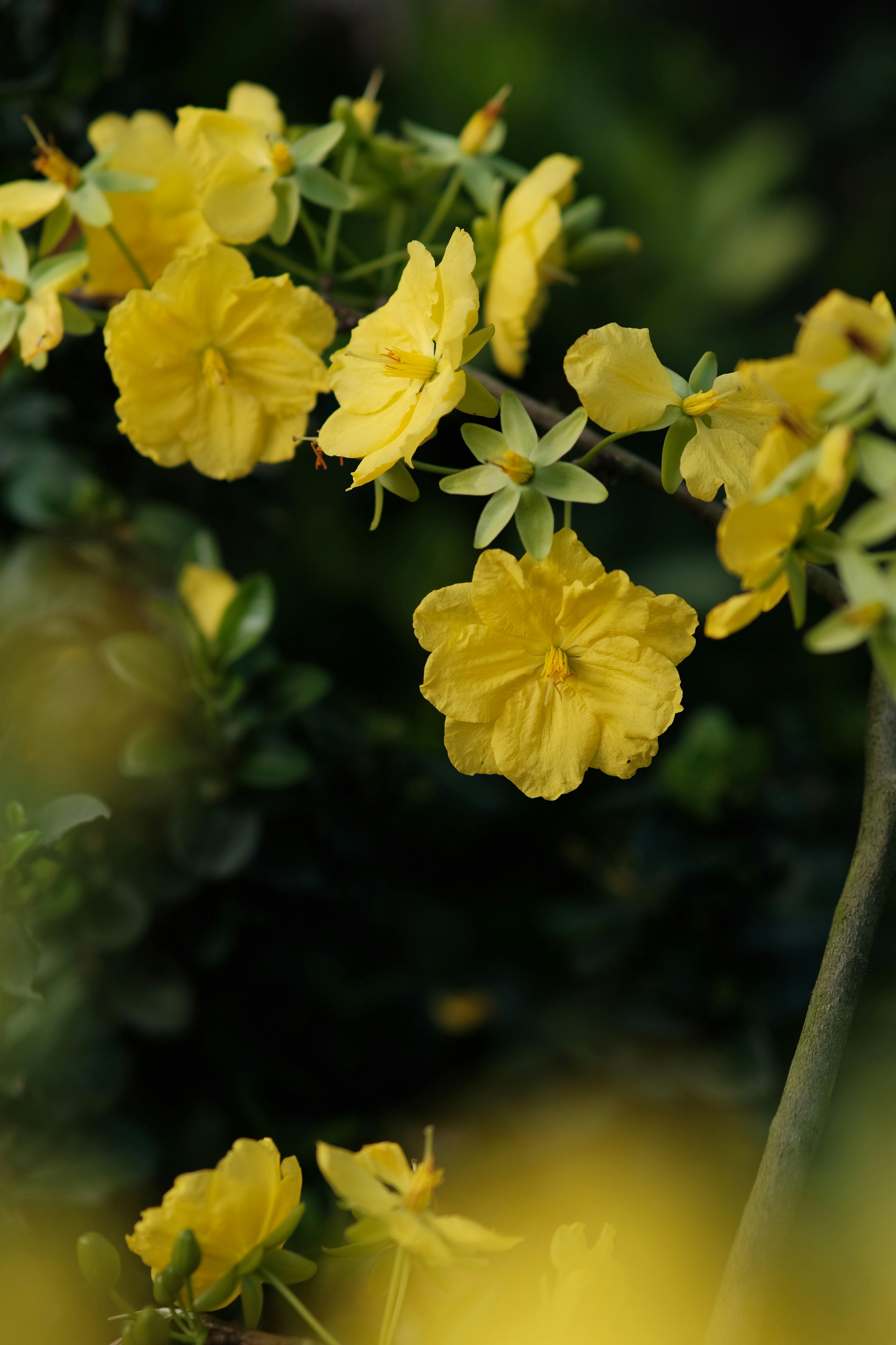 Bạn muốn tìm kiếm một bức hình với những bông hoa nhỏ xinh xắn để trang trí thiết bị của mình? Hãy truy cập ngay vào thư viện bức ảnh hoa vàng gần mới nhất của chúng tôi! Chụp gần càng làm tôn lên vẻ đẹp mộc mạc và đơn giản của những bông hoa nhỏ này.
