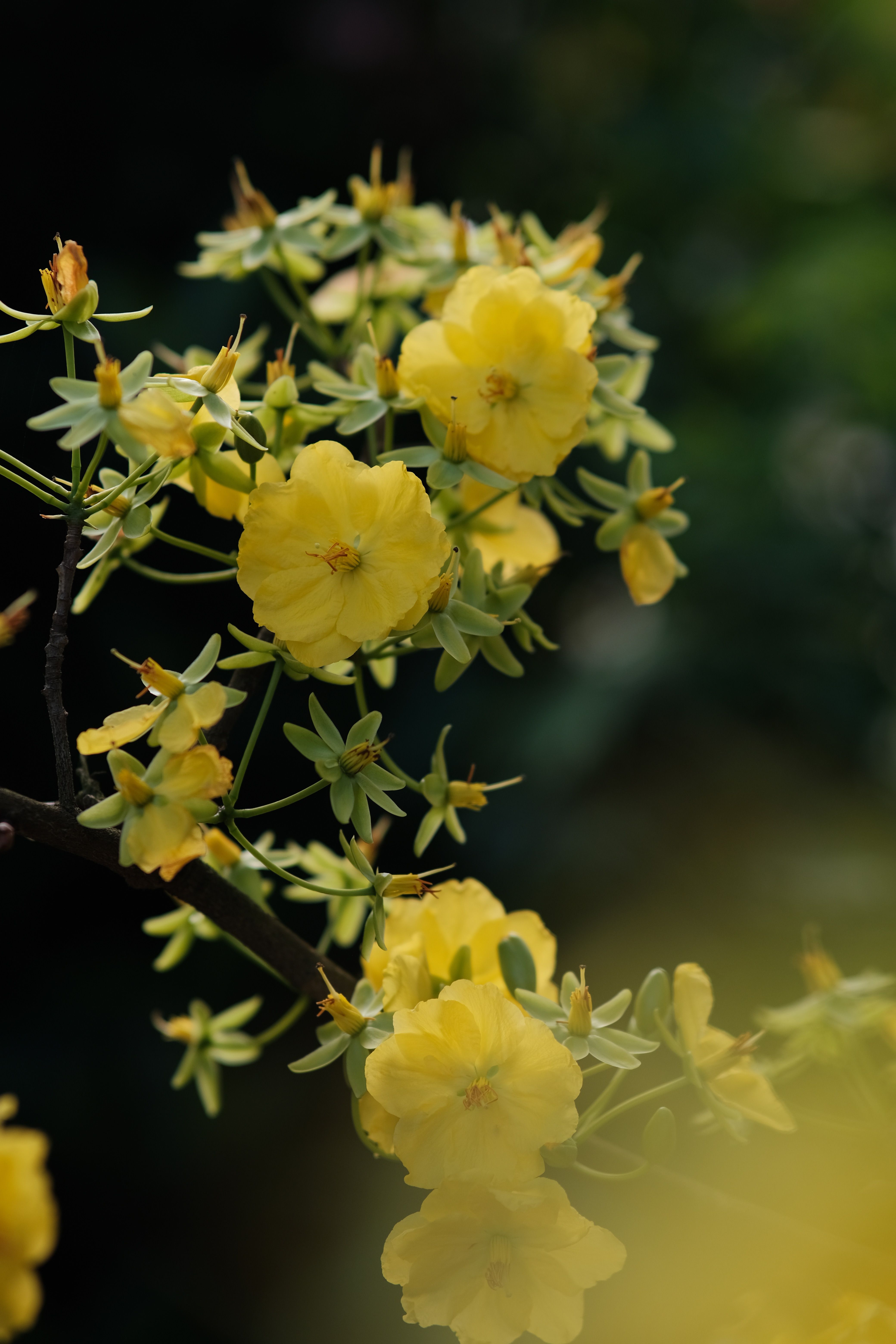Close Up Photo of Yellow Flowers · Free Stock Photo