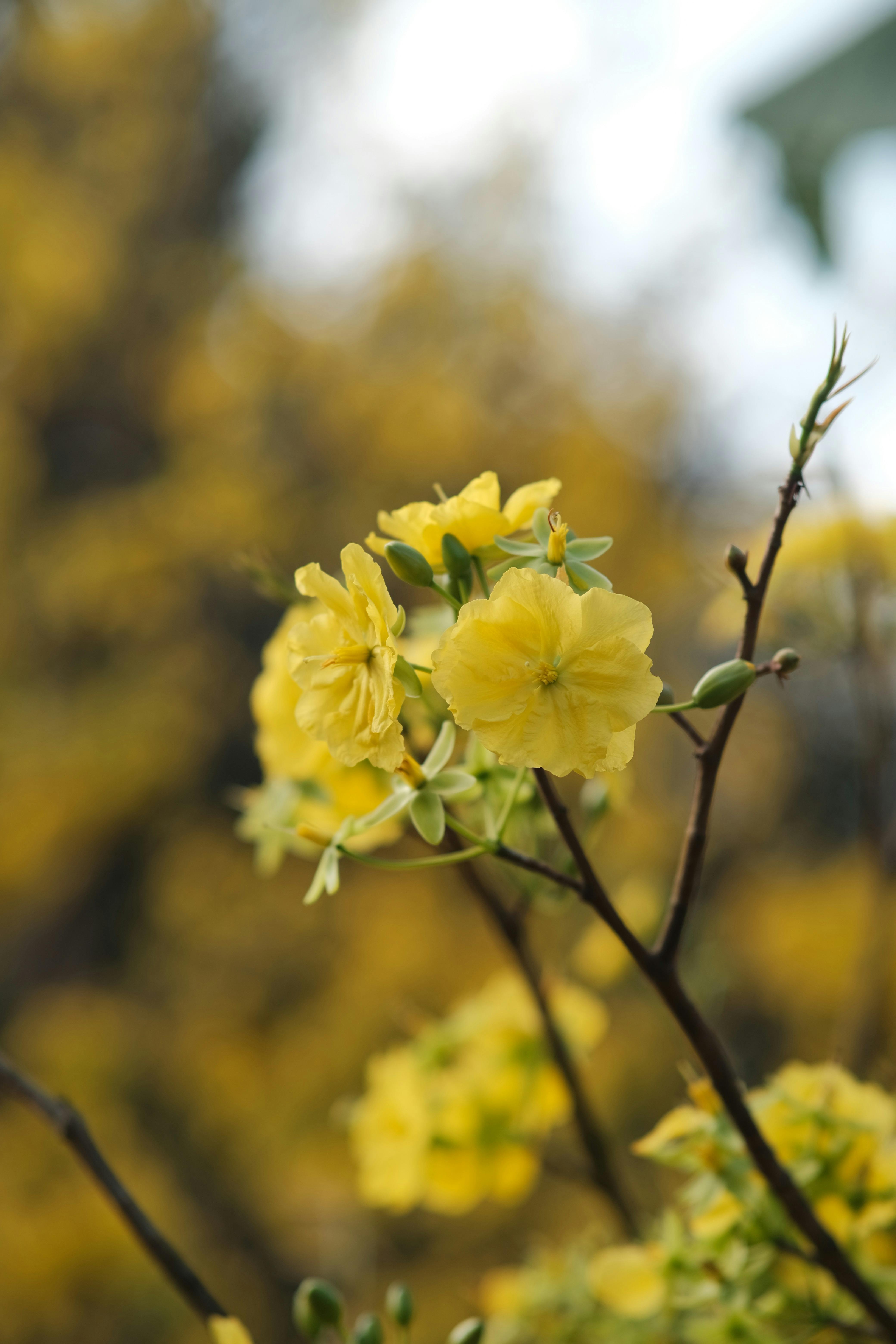 Mùa thu đến rồi, vàng lá khô nổi bật giữa màu xanh cây cối. Hình ảnh bokeh trông thật tuyệt vời, tạo nên vẻ đẹp mềm mại và mơ màng cho cây lá. Hãy xem hình ảnh này để cảm nhận được tất cả những điều tuyệt vời của mùa thu.