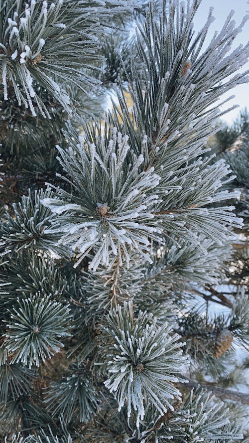 Free Frozen Pine Leaves in Close Up Photography Stock Photo