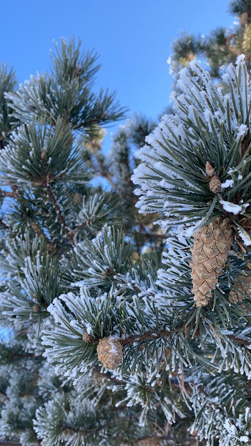 Darmowe zdjęcie z galerii z błękitne niebo, drzewo iglaste, liście