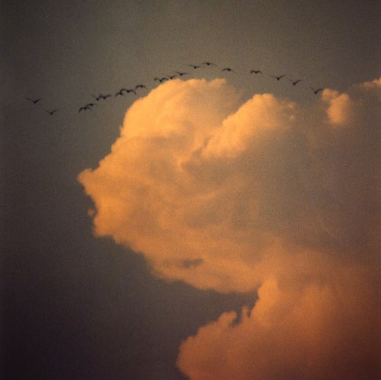 A Photo Of A Flying Birds And Clouds