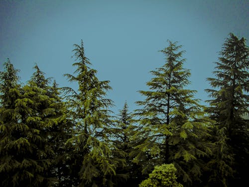 Kostenloses Stock Foto zu bäume, bergstation, blauer himmel