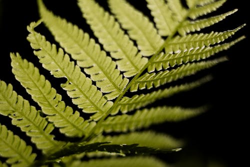 Free Selective Focus Photo of Linear Leaf Plant Stock Photo
