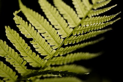 Selective Focus Photo of Linear Leaf Plant