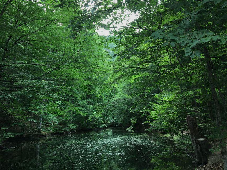Serene forest landscape with a calm lake reflecting lush green trees in the summer.