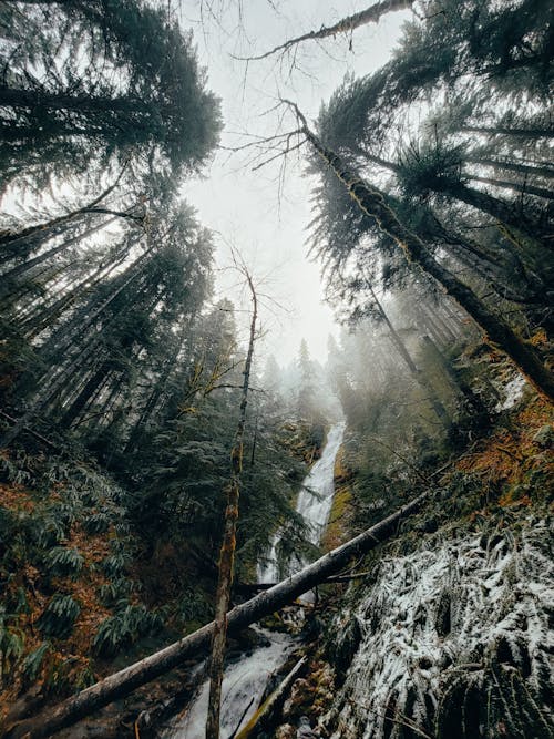 Darmowe zdjęcie z galerii z drzewa, las, natura