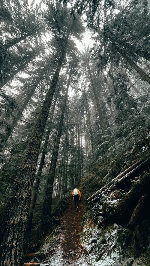 ハイキング, ローアングルビュー, 垂直ショットの無料の写真素材