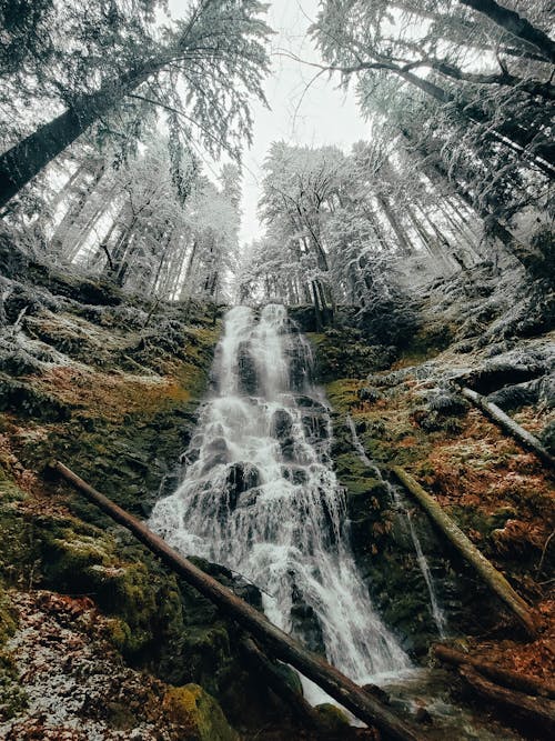 Fotobanka s bezplatnými fotkami na tému les, nízky uhol pohľadu, sneh