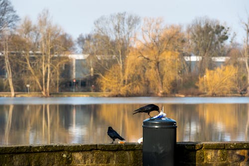 Common Raven Birds Perched on a Trash Can