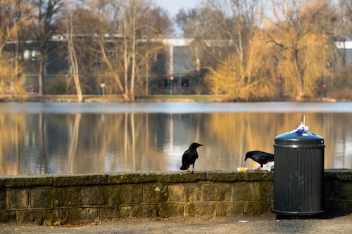 Black Birds on Concrete Fence Near a Lake
