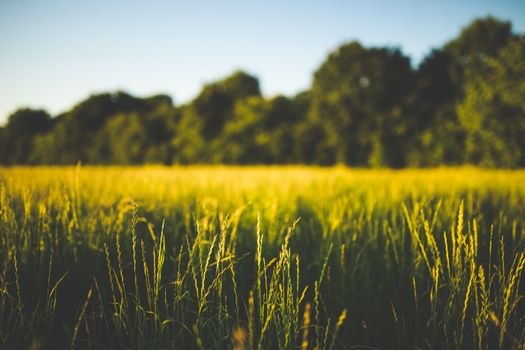Lawn and grass field illustrating spring seeding and lawn care in Richmond, VA.