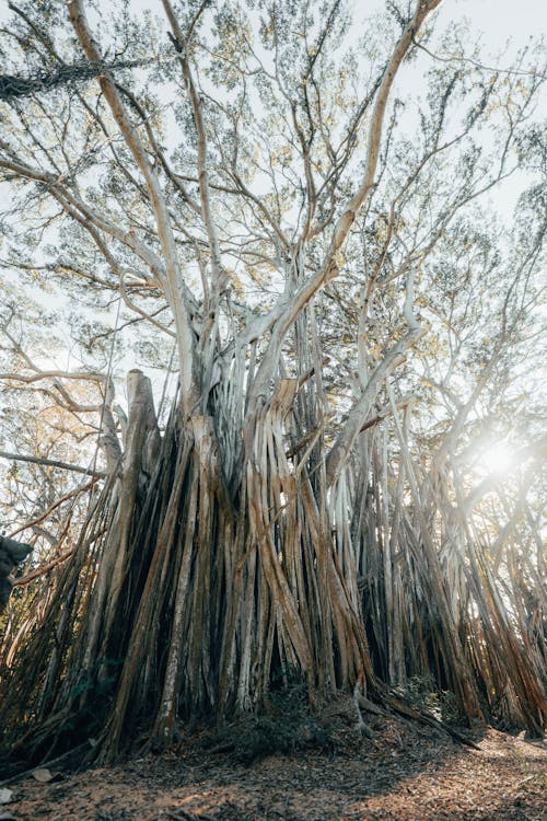 Fotobanka s bezplatnými fotkami na tému banyan, bezlistý, bosý