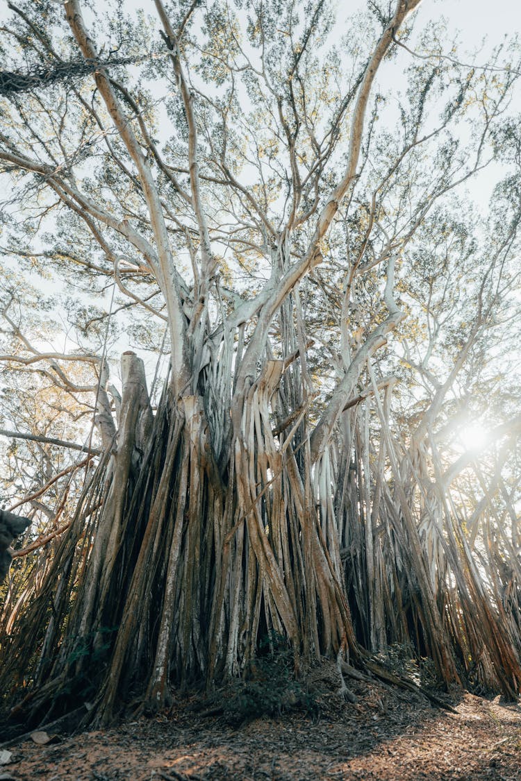 Ancient Banyan Tree