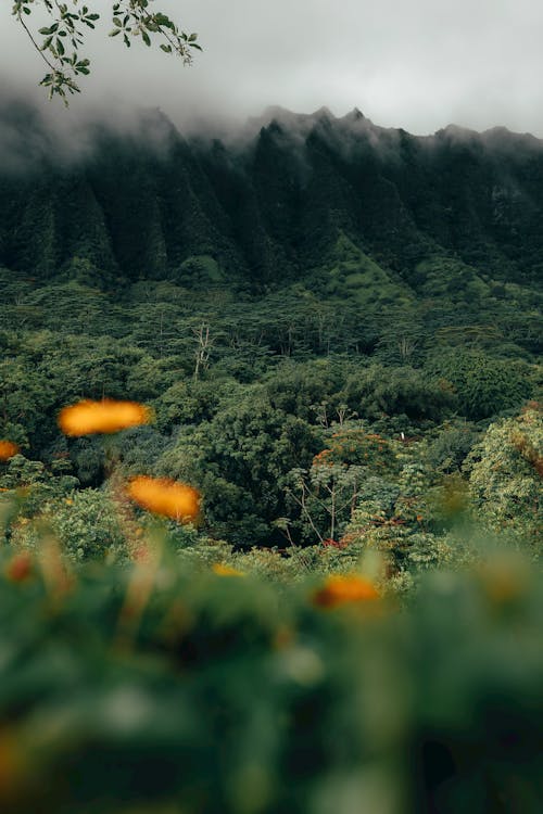 Fotobanka s bezplatnými fotkami na tému dažďový prales, hĺbka, hora
