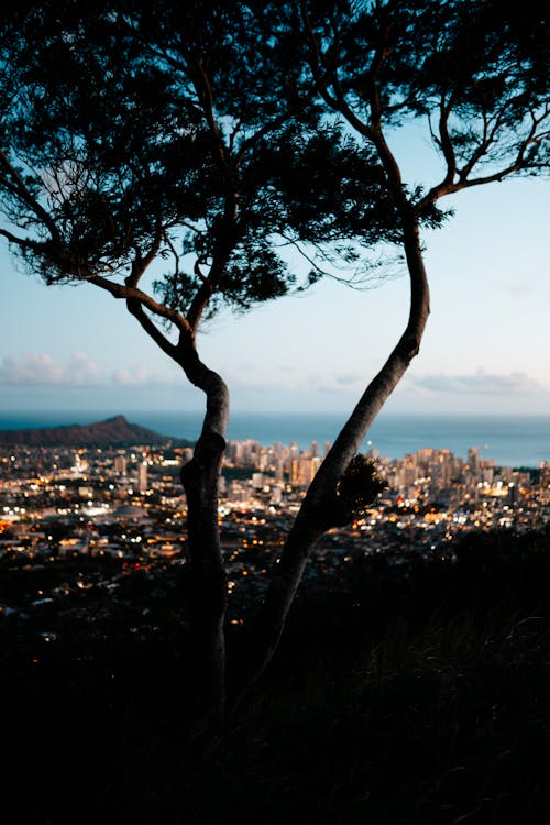 Free Brown Tree Near City Buildings Stock Photo