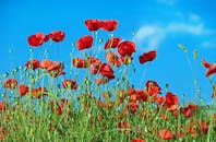 湛蓝的天空下，鲜红的罂粟花盛开，捕捉着夏天的精髓