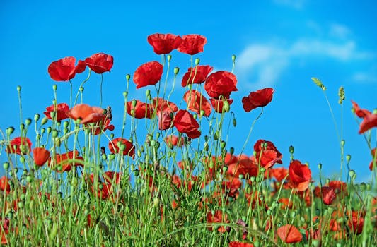 1000 interesting poppy flowers photos pexels free stock photos