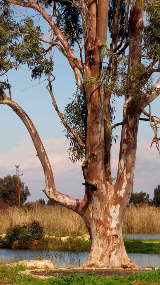 Clearing Native Vegetation to Subdivide in SA: The Regime Most Adelaide Owners Miss
