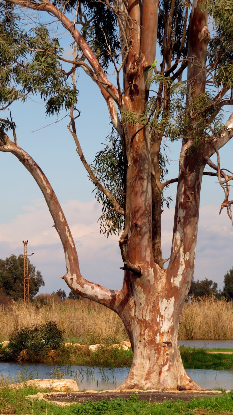 Eucalyptus Tree On Nature Outdoor Photo