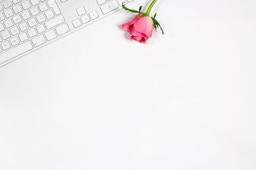 Pink Rose on White Surface