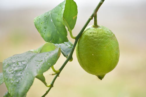 Free A Lime Fruit on a Green Branch Stock Photo