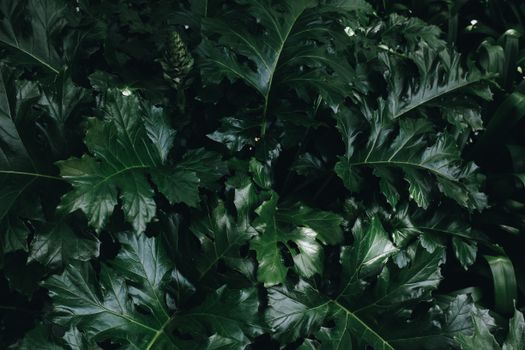 Close-up of lush green acanthus leaves capturing natural textures and patterns.